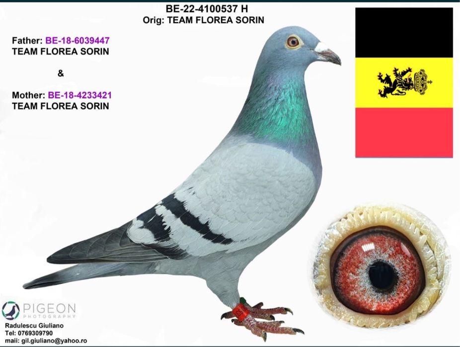 Porumbei voiajori din parinti cu pedigree