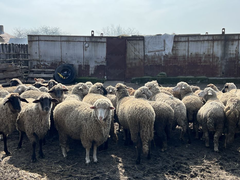 Vand oi fatate si gestante