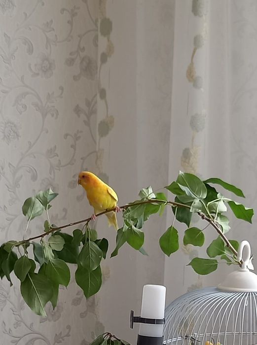 Продам волнистого  попугайчика