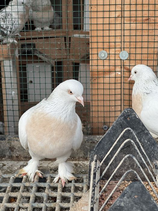 Porumbei Șebab rasa turceasca