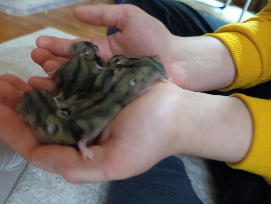 Джунгарские хомячки