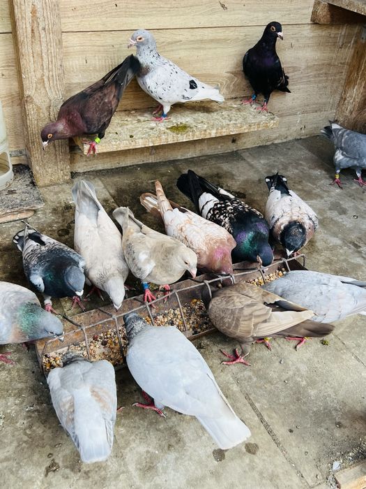 Porumbei voiajori colorati/ culori rare