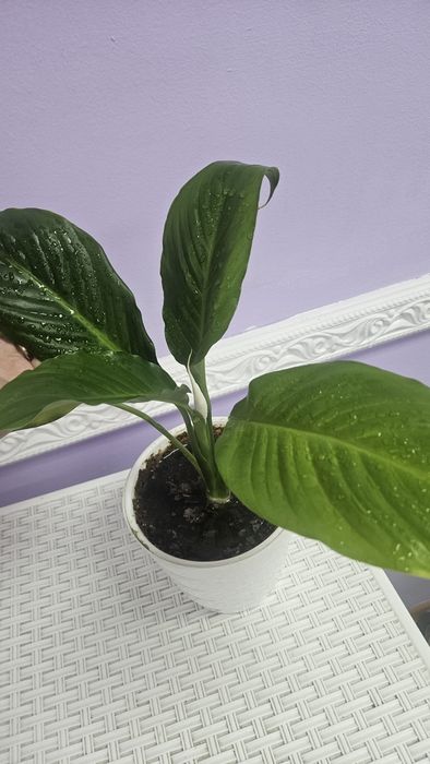 Продам Спатифилиум