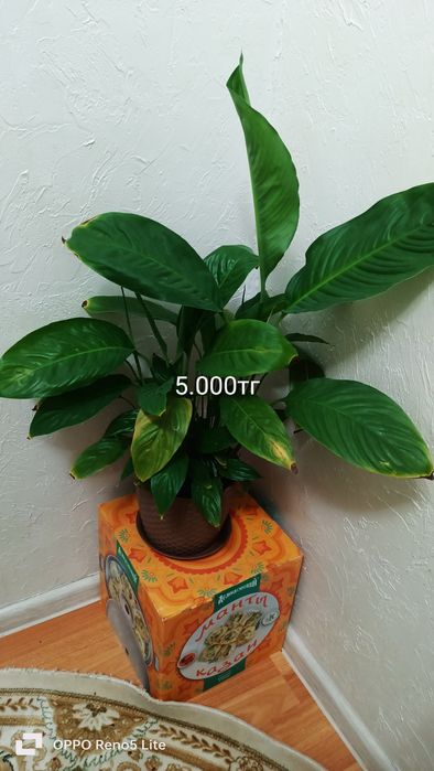 Сатылады 15.000тг