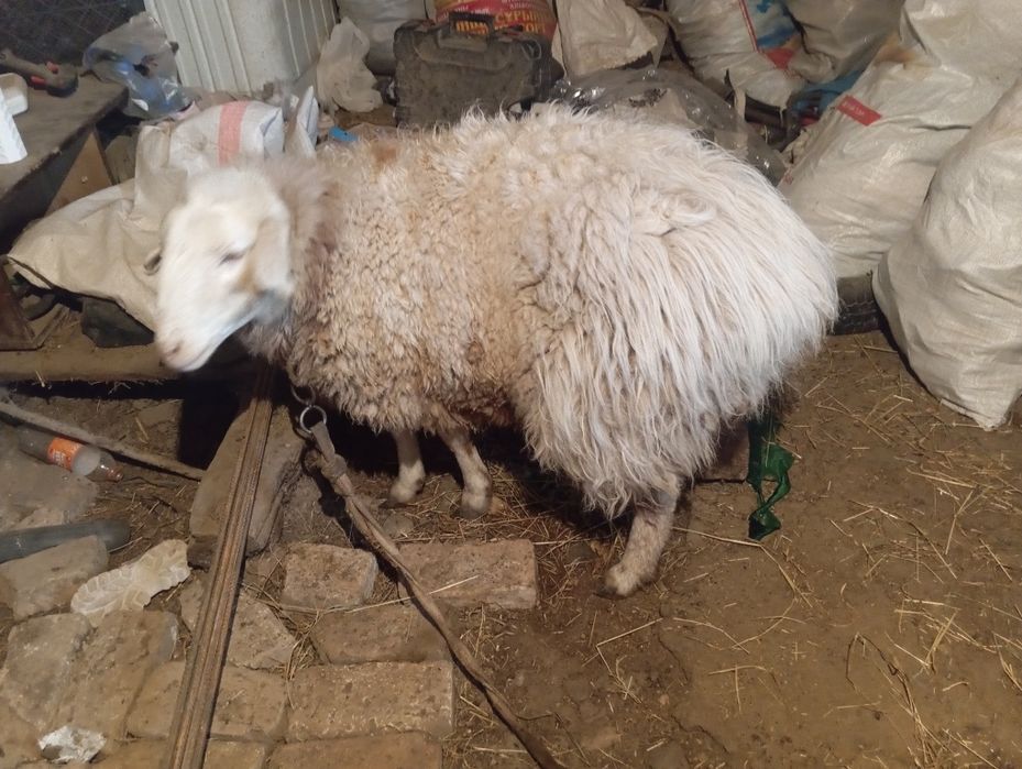 Баран кой сатылады