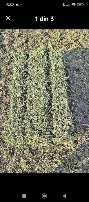 Vând baloti lucerna