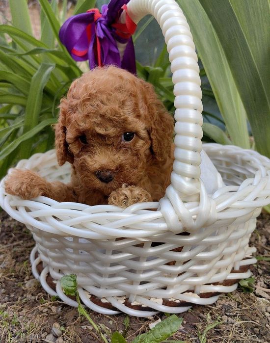 Мальчики и девочка , мальтипу F1