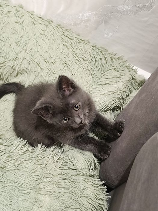 Отдам котенка девочку