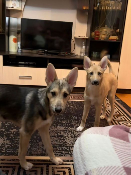 Отдам щенят 2 девочки