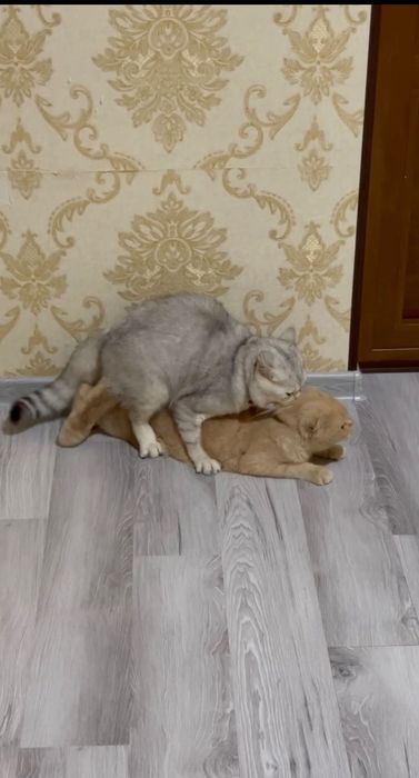 Приглашаем на Взяку!