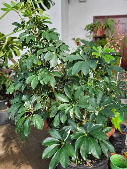 Продам роскошные фикусы