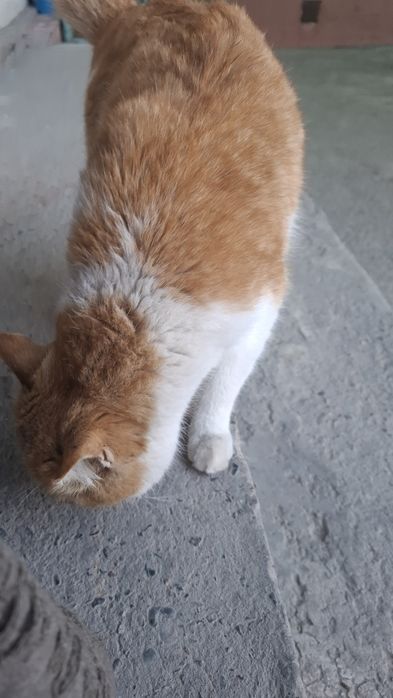 Кот находится в заботливых руках.