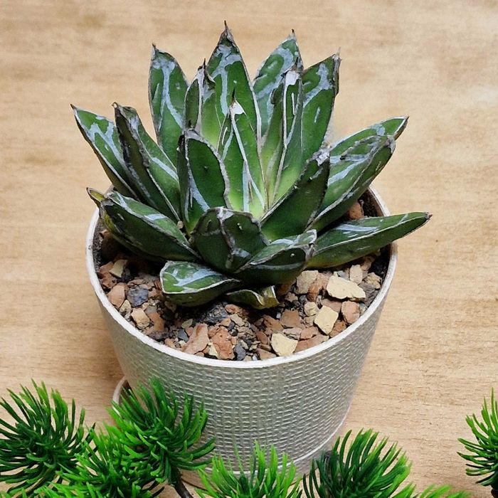 Бонсай, агава, эуфорбия, каланхоэ Тирсифлора