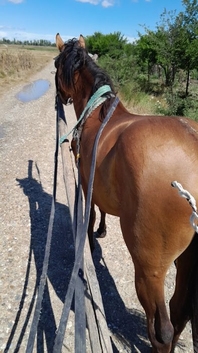 Vand  armăsar  de 3 anii