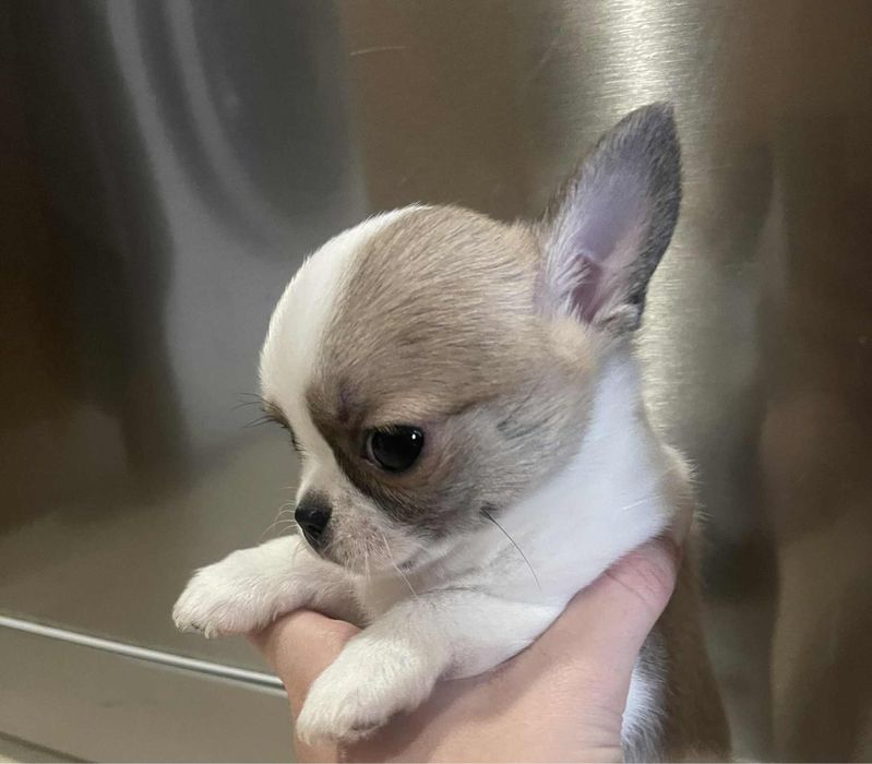 Мини късокосместо чихуахуа