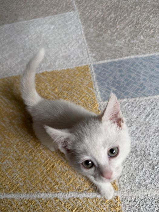 Коты на хороший руку