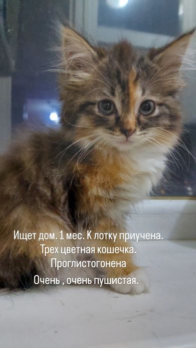 Метис сибирской кошки