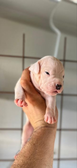 Femela Dog Argentinian/Pedigree