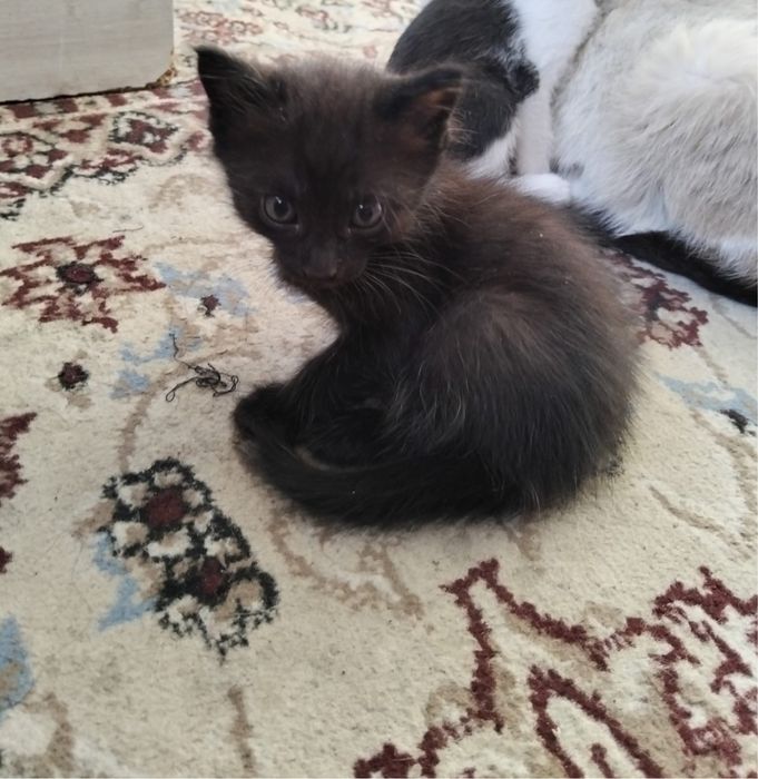 Отдам котят в добрые руки