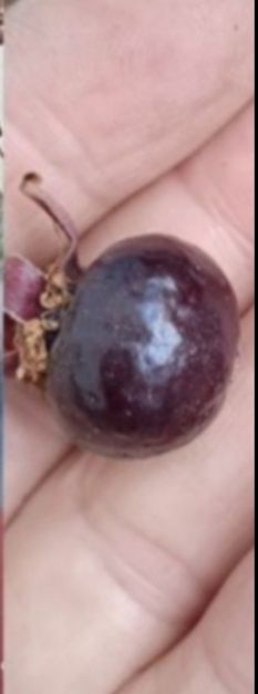 Продукты питания