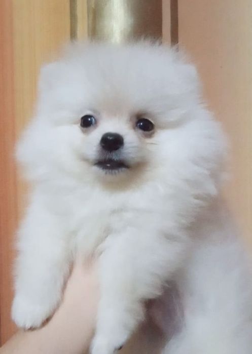 Щенки есть пицца мини