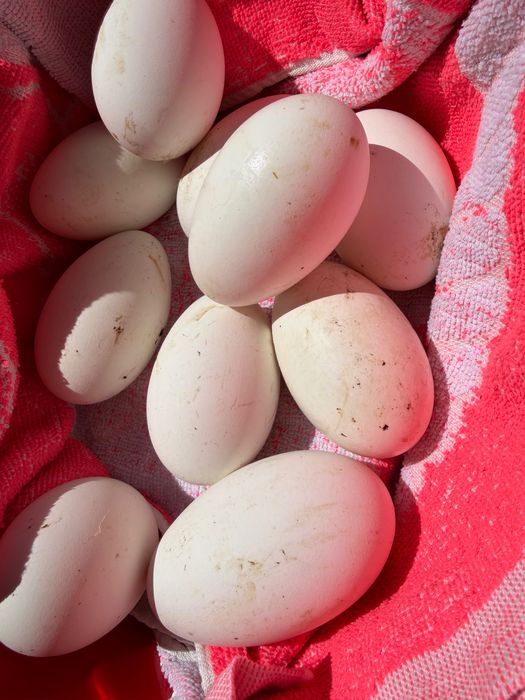 Vând ouă de gâscă bio, preț negociabil