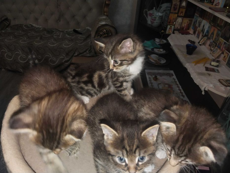 Котята помесь мей Кун с шотландцем