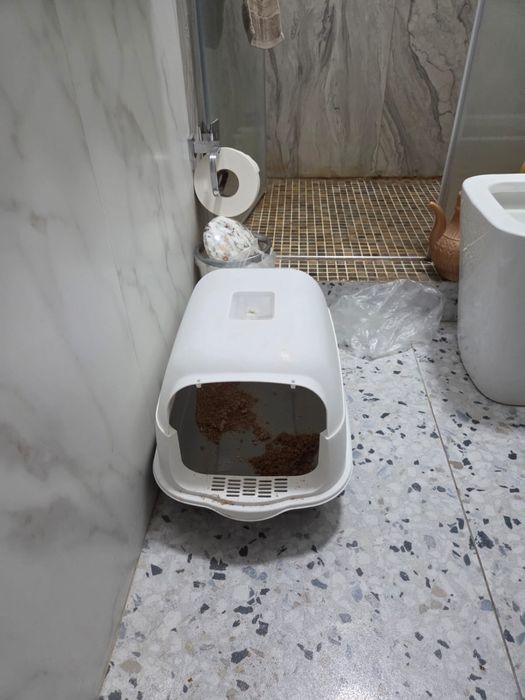 Котенок сиамский 3 мес