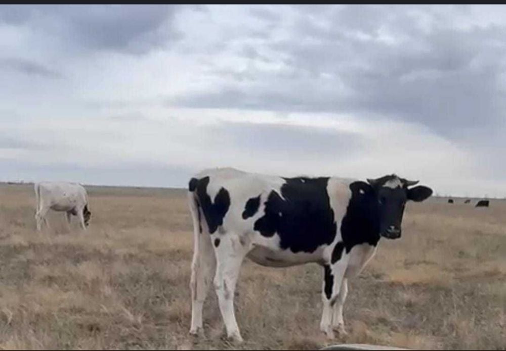 Продам корову 2 годовой