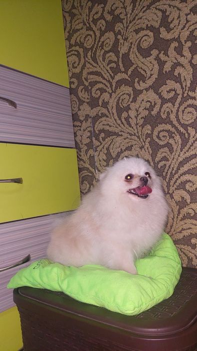 Померанский шпиц девочка.