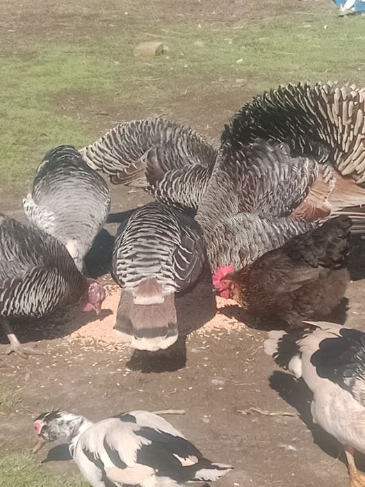 Ouă de curcă de casa