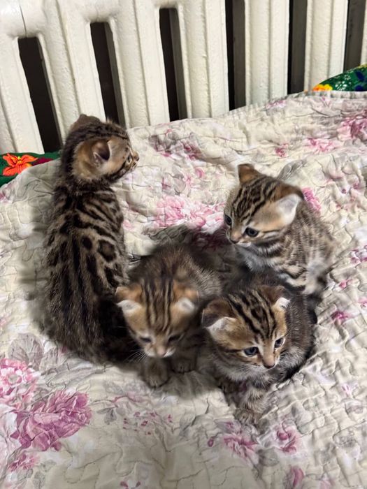 Бегалский мушуклар