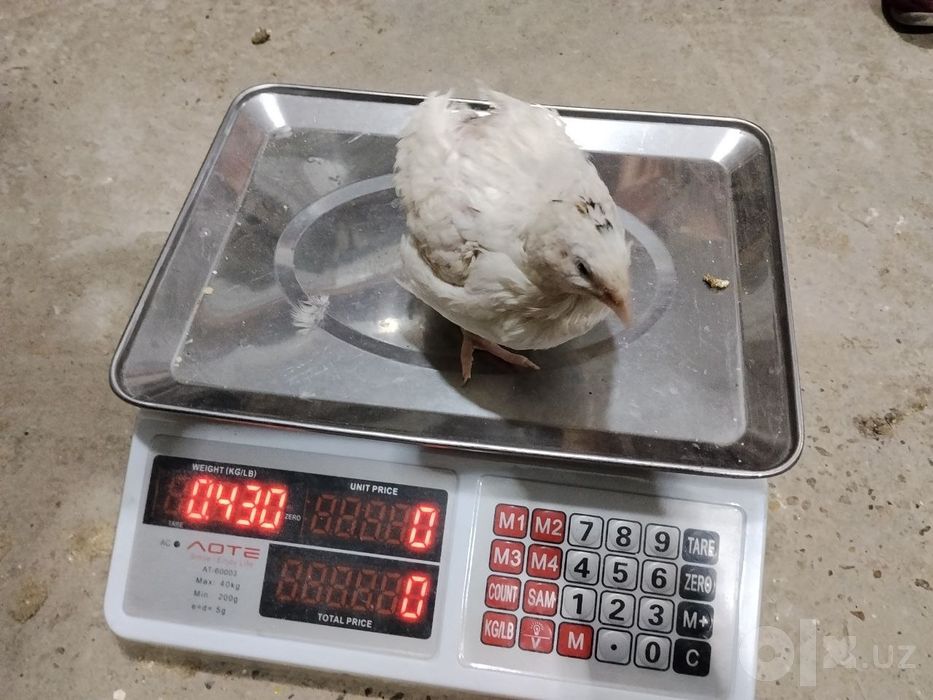 Bedana gosht yonalishda