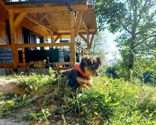 Adopție cateluse de trei luni