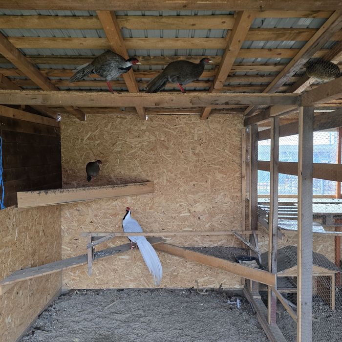 Vând pereche de fazani argintiu