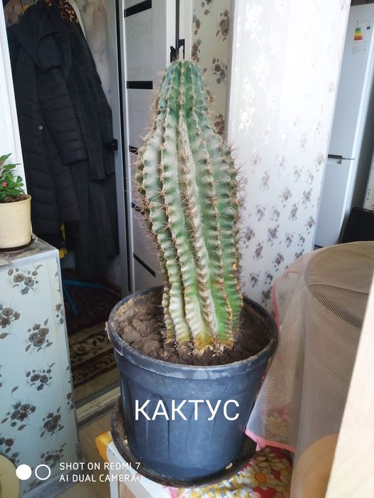 Кактус на горшке