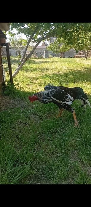 Xoʻroz sotiladi 1 tullak boldi umuman urshmagan narxi kelishiladi