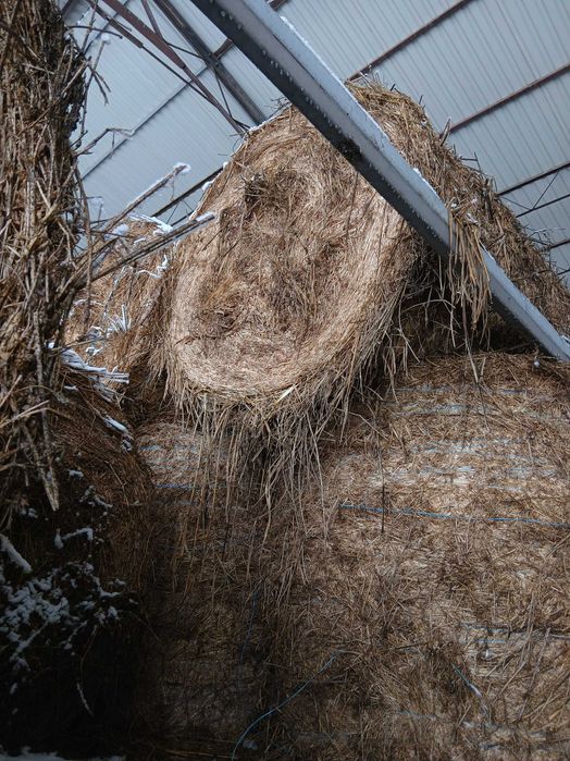 Baloți trifoi calitate bună