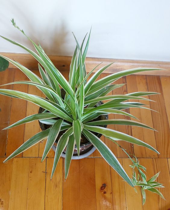 Вечно зелёный цветок,Мощный воздухоочистель Хлорофитум