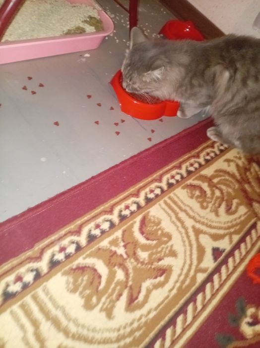 Мушук қизбола 1 йош бепул