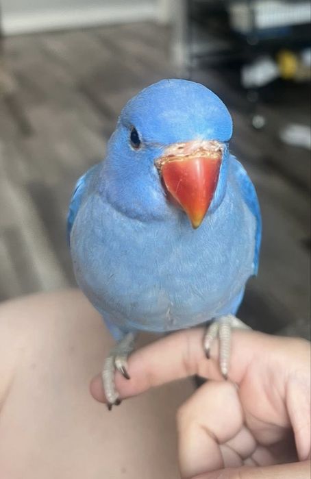 Papagali vorbitori micul alexandru pui blanzi alexander