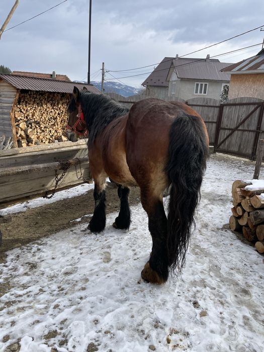 Vand armasar de 9 ani