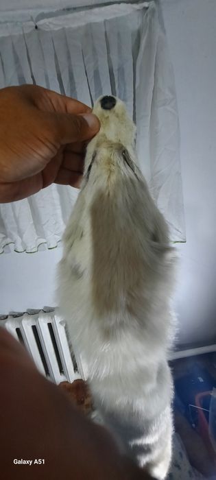 Воротники разные песец