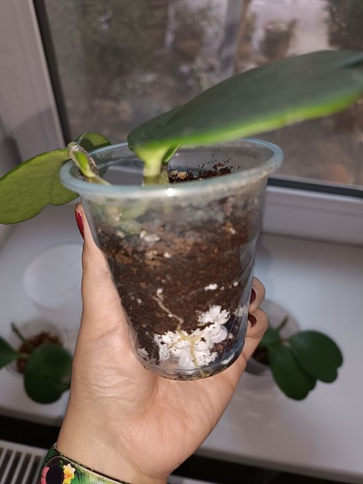 Цветок Хойя керри