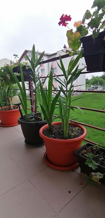 Leandru înălțime 80 centimetri, 90 cm, 1 metru, în ghiveci mare de 25L