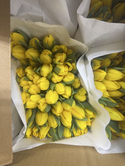 Свежие Тюльпаны.