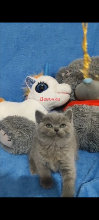 Продаются шикарные котята! Успейте к празднику купить! Девочки страйт.