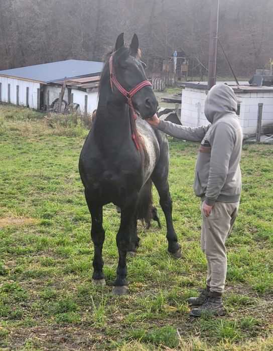 Donație Armăsar armig