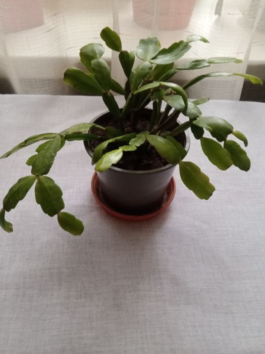 Растения по 1000 тенге.