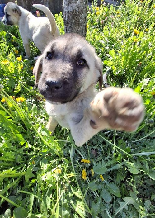 Тези две малки мъжки  кангалчета си търсят стопани. На 2 месеца са. Им